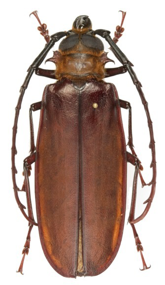 T. longipennis